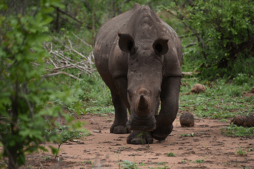 An adult rhino walks toward the camera with one foot lifted.